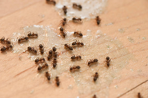 Best Insect Control  in Lakemont, PA