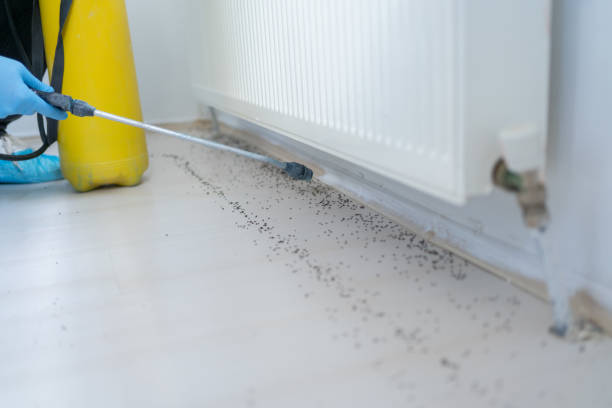 Best Wasp Removal Services  in Lakemont, PA